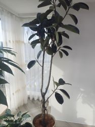 -HEYAN荷妍专业脱毛连锁机构
