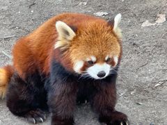 -上海野生动物园