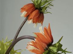 -花邻FloweringLife花艺气球派对(武康大楼店)