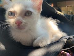 -喵屿·大理花园猫咖