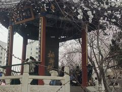 -桃花堤公园