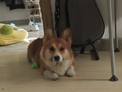 -FAELING PETS美天灵宠物(富力广场店)