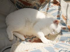 -瑞派·关忠动物医院·猫专科·犬专科(三环新城店)