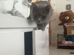 -平行世界·猫咖(首经贸店)