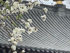 -护国法轮寺