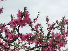 -南汇桃花村