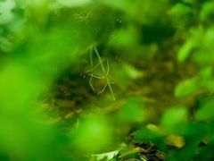 -上海昆虫博物馆