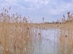 -上海吴淞炮台湾国家湿地公园