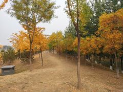 -东升八家郊野公园