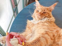 -喵屿·大理花园猫咖