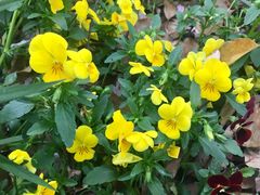 -昆山城市生态森林公园