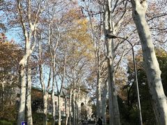 -武汉大学-樱园