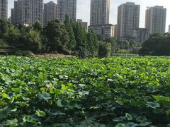 -龙头寺公园