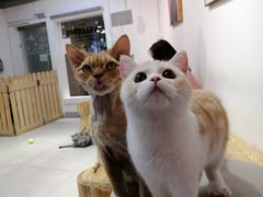 -Heymao猫咖.咖啡厅(东门店)