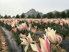 -嵖岈山风景区