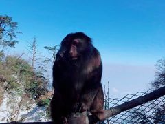 -峨眉山风景名胜区