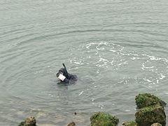 -青岛第二海水浴场