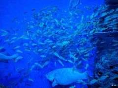 -成都浩海立方海洋公园