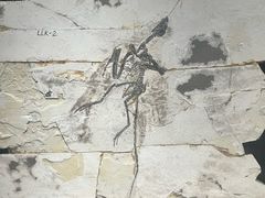 -安徽省地质博物馆