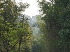 -午潮山国家森林公园