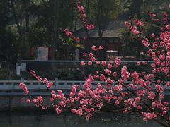 -望江楼公园