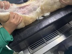 -心仪动物医院·牙专科·肿瘤·心脏科(西客站院)