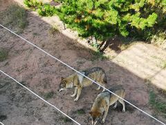 -鄂尔多斯野生动物园