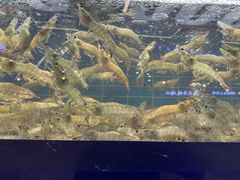 -0048鲜活香辣虾·火锅(铜陵路店)