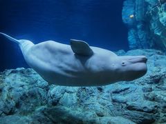 -珠海长隆海洋王国
