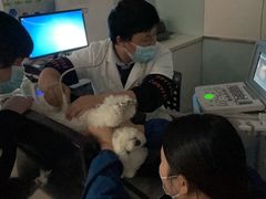 -特一安24小时宠物医院·骨科·中兽医