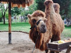 -北京野生动物园