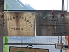 -马陆小张葡萄园农家乐