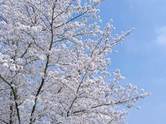 -顾村公园