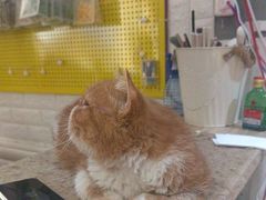 -平行世界·猫咖(首经贸店)