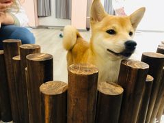 -浣熊柯尔鸭土拨鼠·电玩咖
