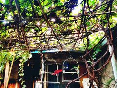 院中鹦鹉-绍兴书圣故里景区