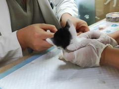 -艾贝尔宠物诊疗