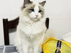-Bastet sally猫舍购宠(静安店)