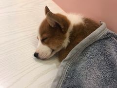 -浣熊柯尔鸭土拨鼠·电玩咖