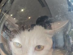 -御宝贝·A梦猫科宠物医院(国际猫友好医院)