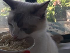 -喵的天空名猫咖啡馆·撸猫·猫舍·用品