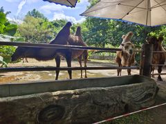 -海南热带野生动植物园