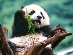 -都江堰中华大熊猫苑
