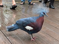 -新加坡飞禽公园