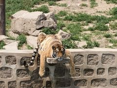 -横道河子东北虎林园