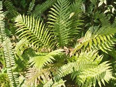 -三门江国家森林公园