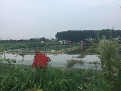 -同銮特种养殖场·龙虾垂钓