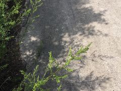 -青峰峡国家森林公园