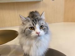 -飞行喵MR PILOT|猫舍·猫咖(静安大融城店)