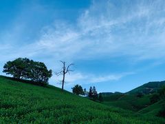 -帐篷客·溪龙茶谷度假酒店